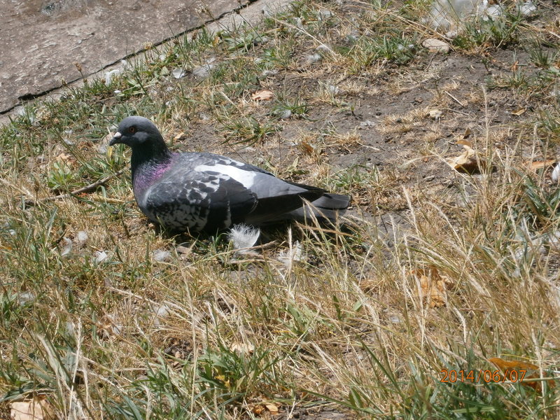 Duree De Vie D Un Pigeon Sans Manger