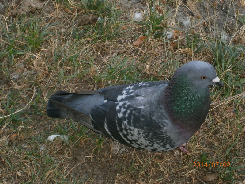 Duree De Vie D Un Pigeon Sans Manger