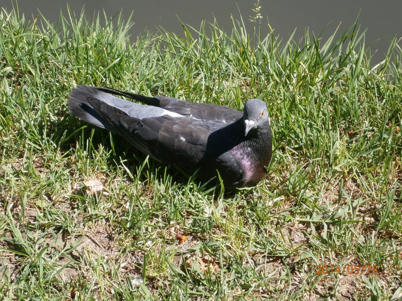 Duree De Vie D Un Pigeon Sans Manger