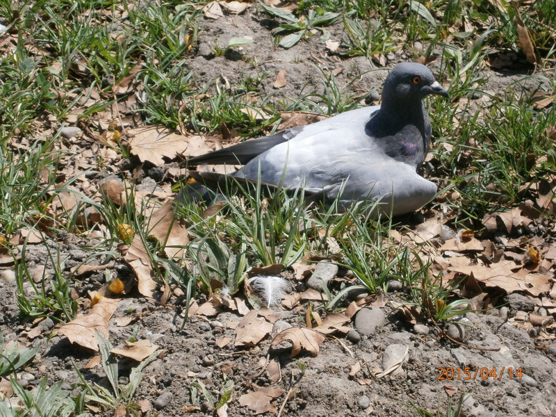 Duree De Vie D Un Pigeon Sans Manger
