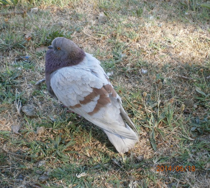 Duree De Vie D Un Pigeon Sans Manger