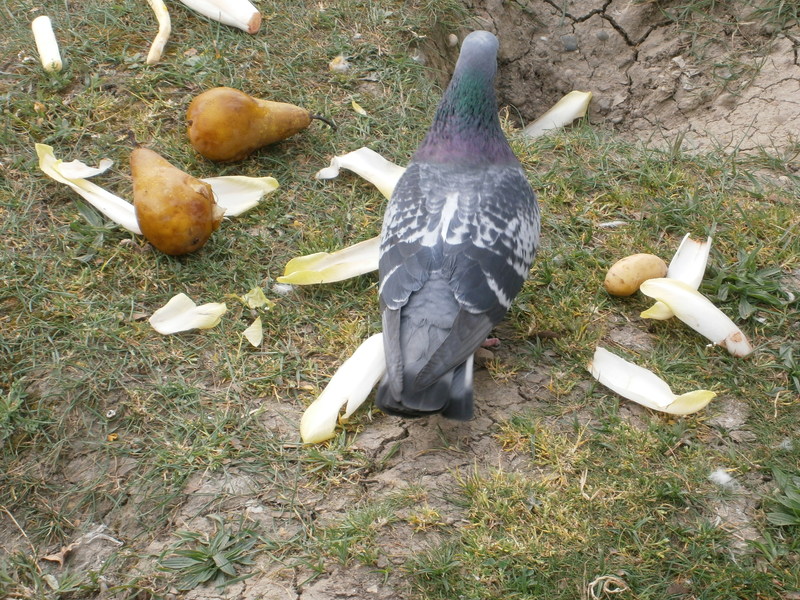 Duree De Vie D Un Pigeon Sans Manger