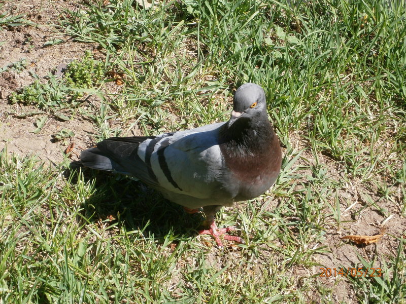 Duree De Vie D Un Pigeon Sans Manger