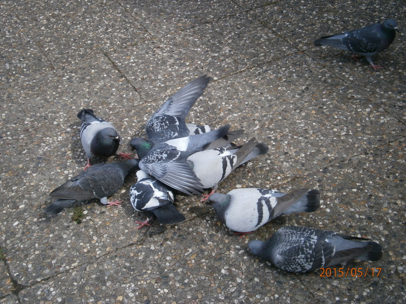 Duree De Vie D Un Pigeon Sans Manger