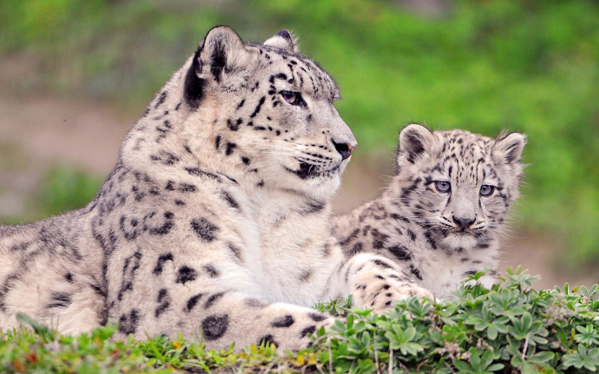 panth-re-des-neiges-et-son-petit